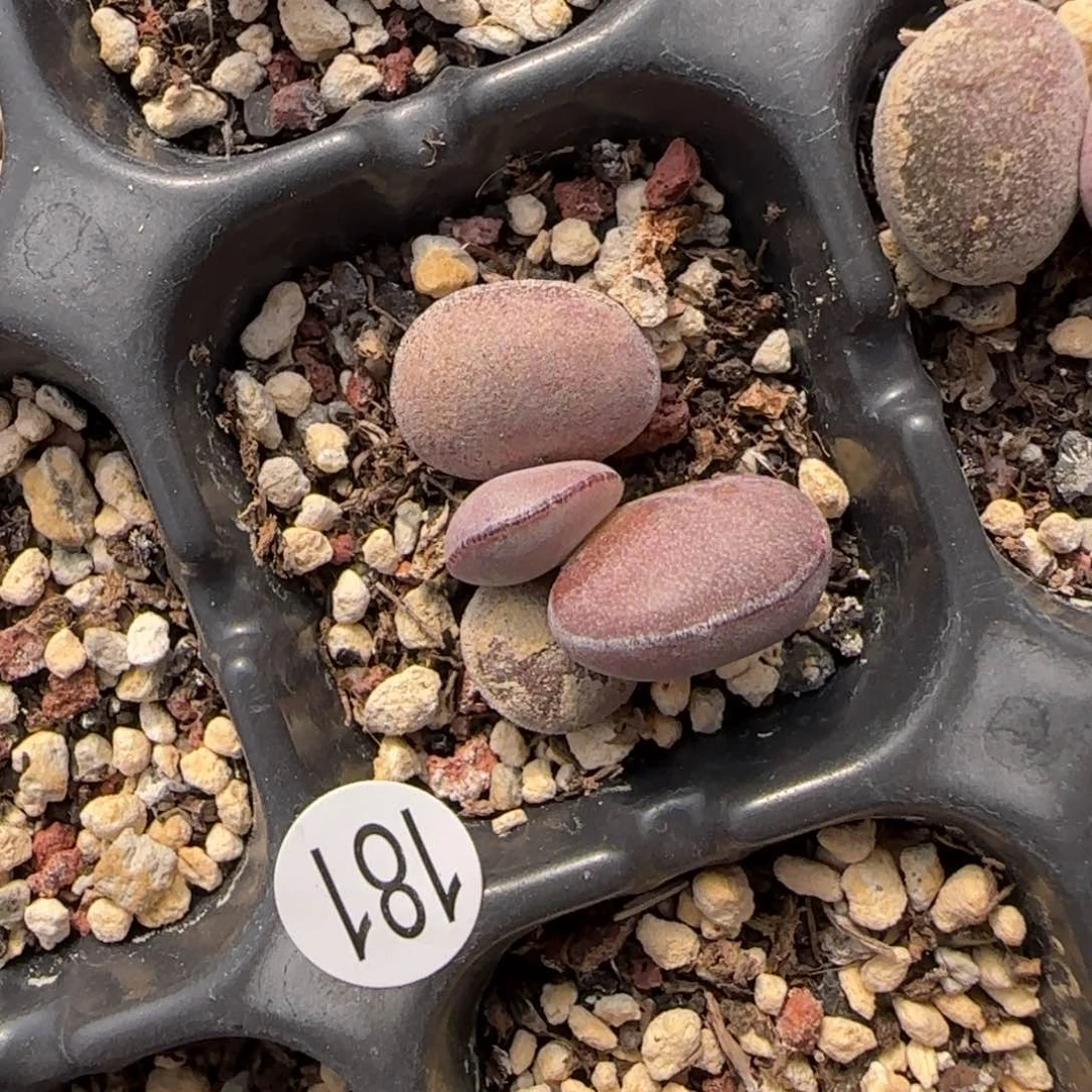 球球紫蛋水泡多肉181