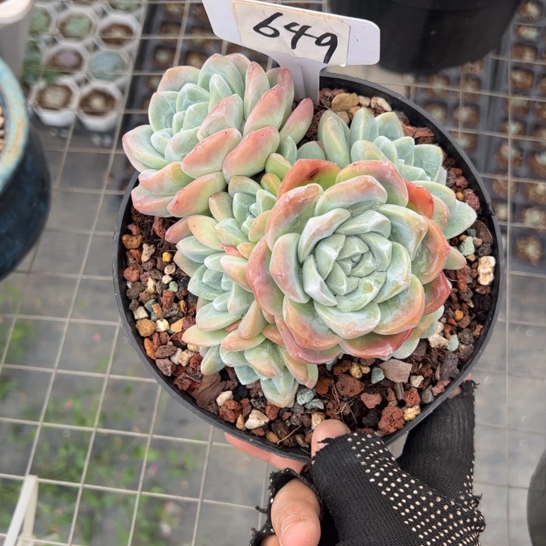 李*欢649号多肉植物