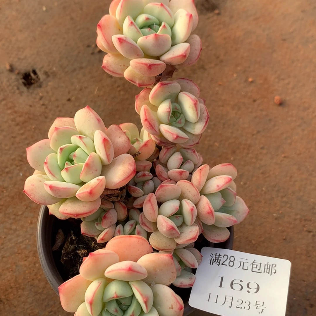 【闪购商品】云169号香草