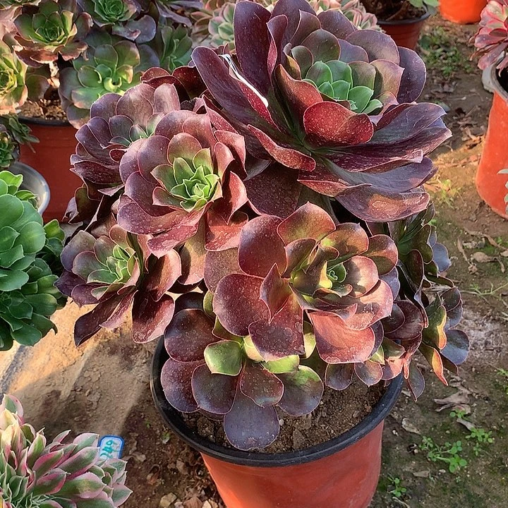 不周正魅金玫瑰522