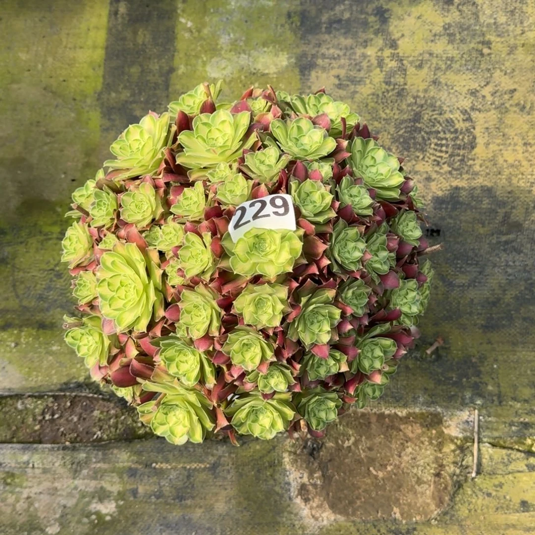 朋229！韶华法师多肉植物