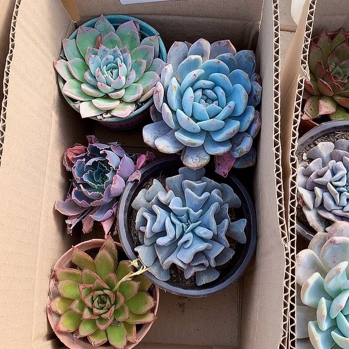 576号5盆多肉植物