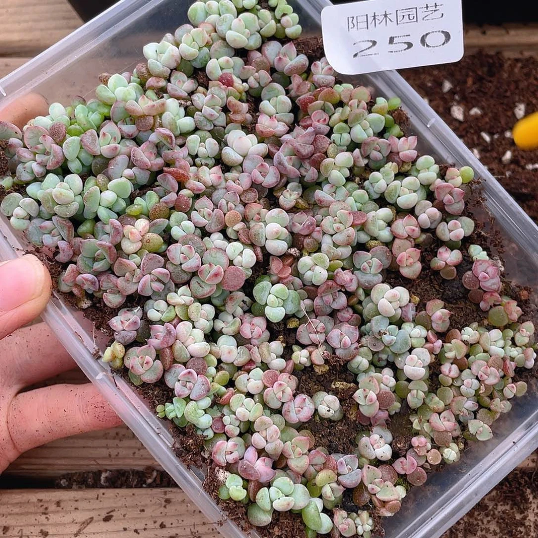 ^****多肉植物多肉植物250