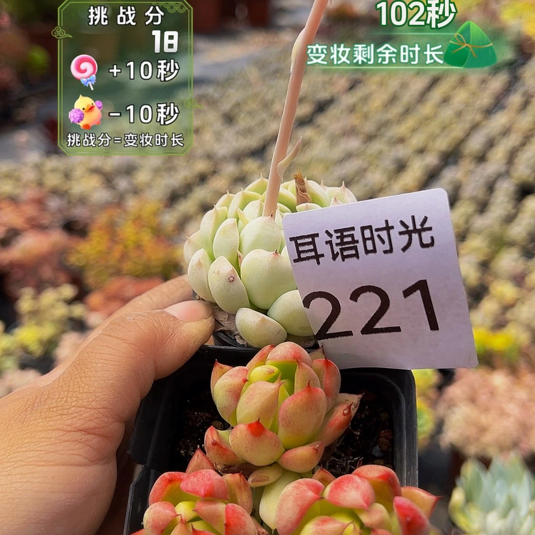 221，两单一组发货