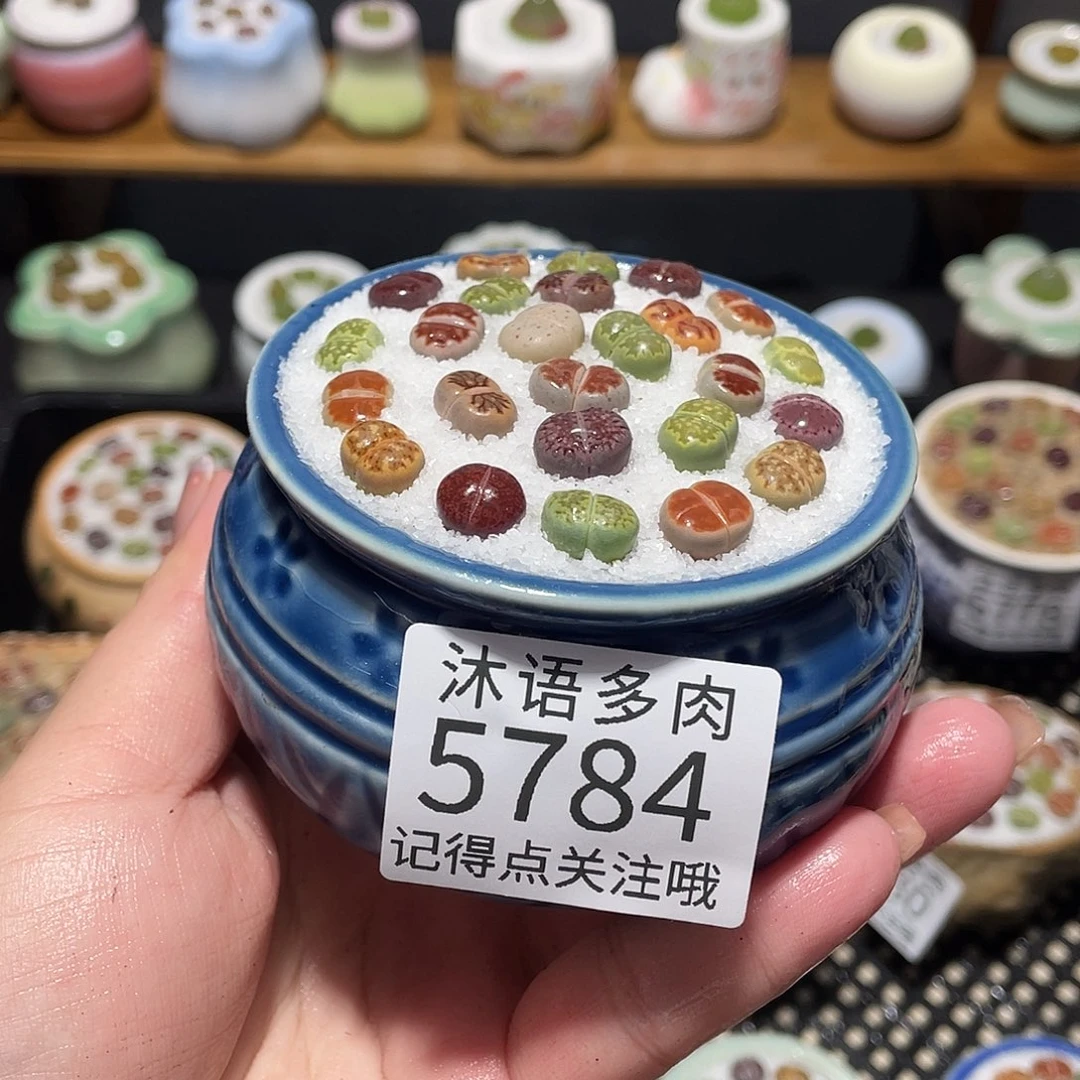 带盆土植物 一物一拍5784盆微瑕