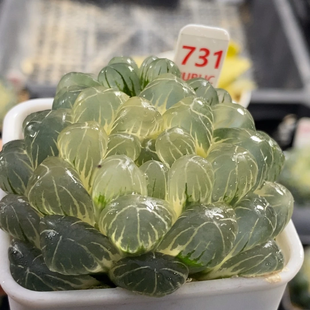 731号糊斑湖水玉露锦