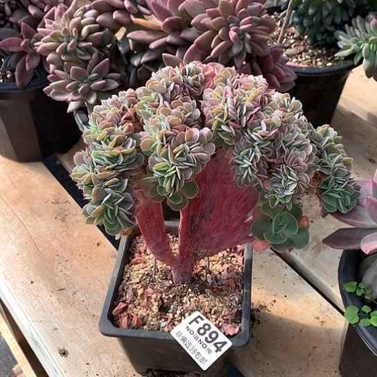 臭***活莫妮卡缀化瑕疵不售后894 退款拉黑需延迟发货