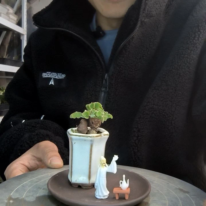 r****7小盆景小植物一物一拍57