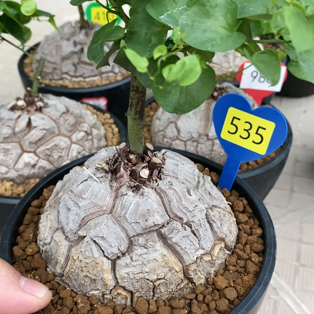 南非龟甲龙龟甲龙