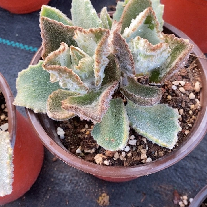 完美主义者勿拍鹰兔耳