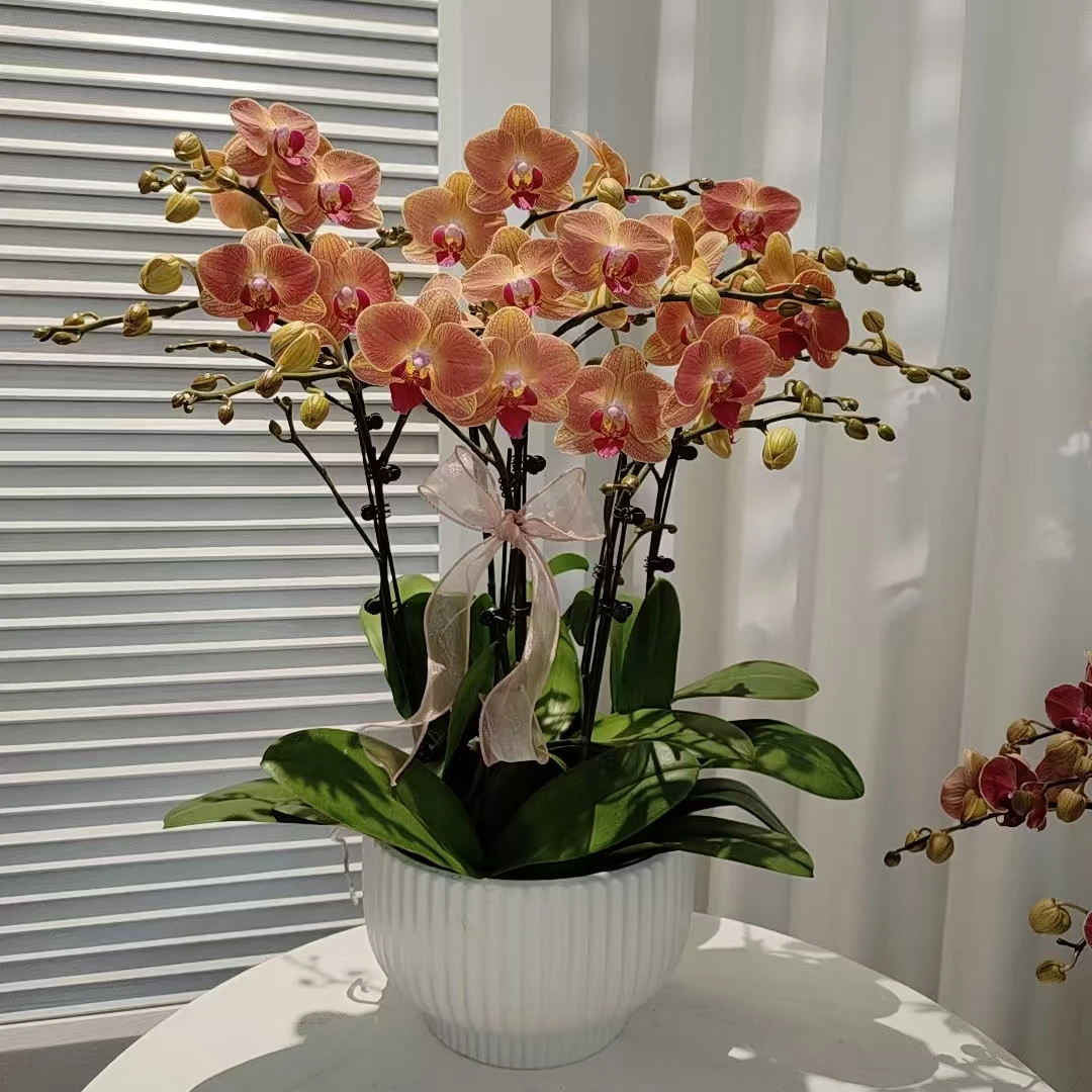 家成年宵【黄花梨】蝴蝶兰花卉带花剑带花苞四季植物单花剑8-8