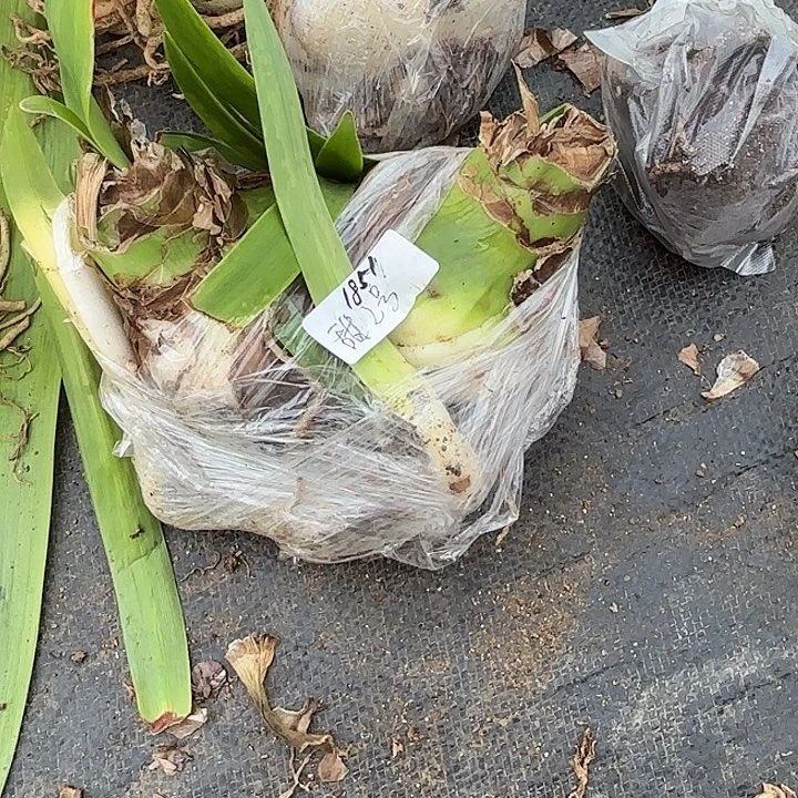 妈****袄甜蜜双胞胎1851