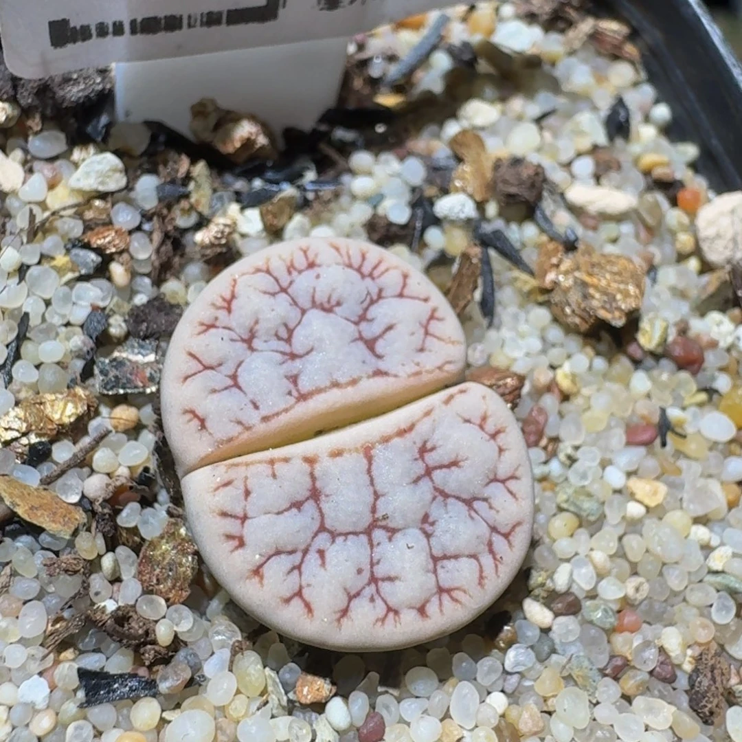 Ssss精品生石花639