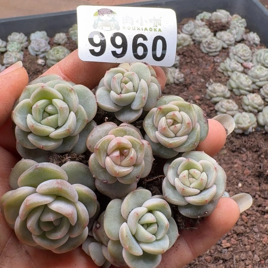 多肉植物多肉植物