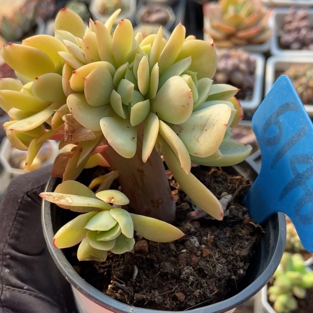 6148碧桃缀多肉植物