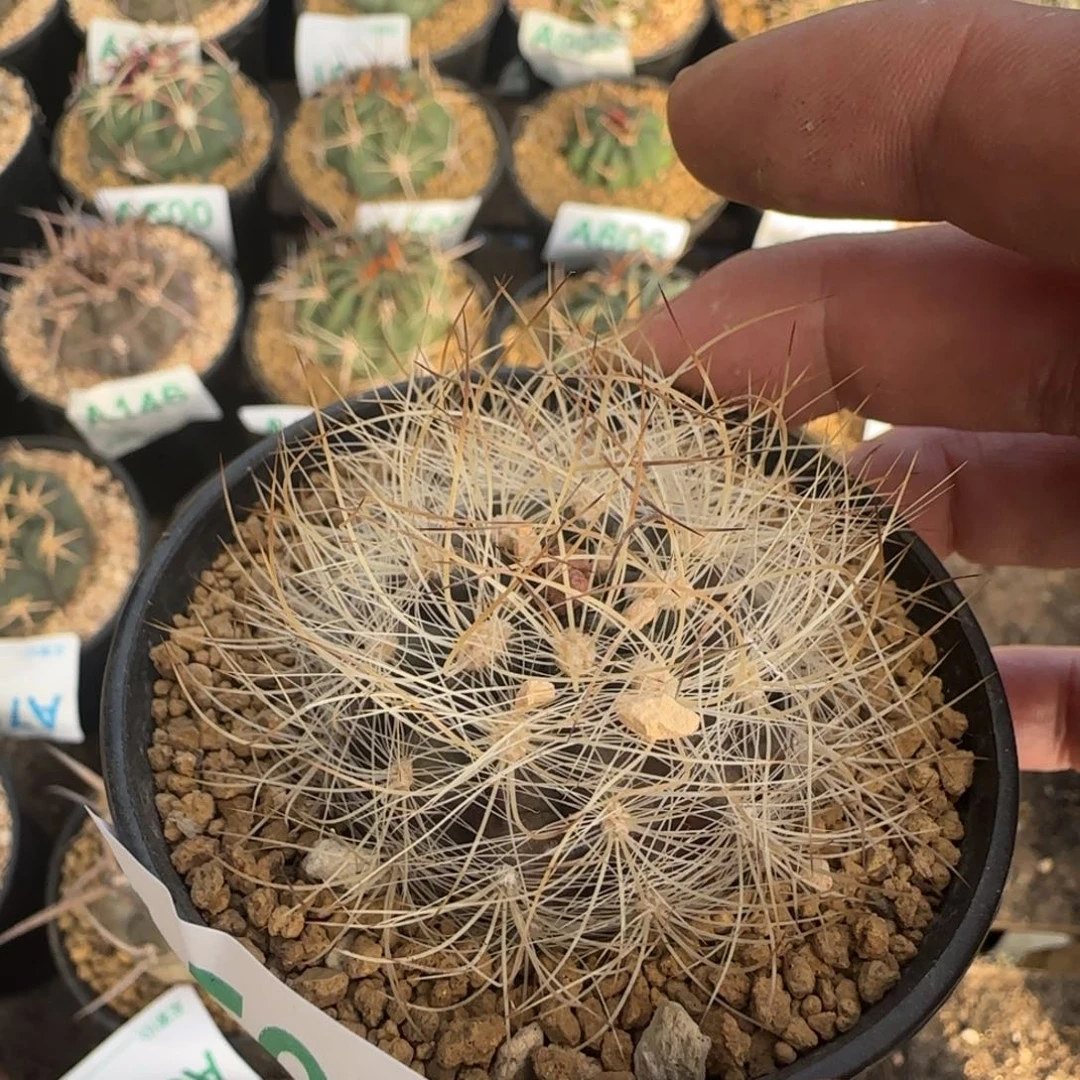 混乱玉 实生仙人球598