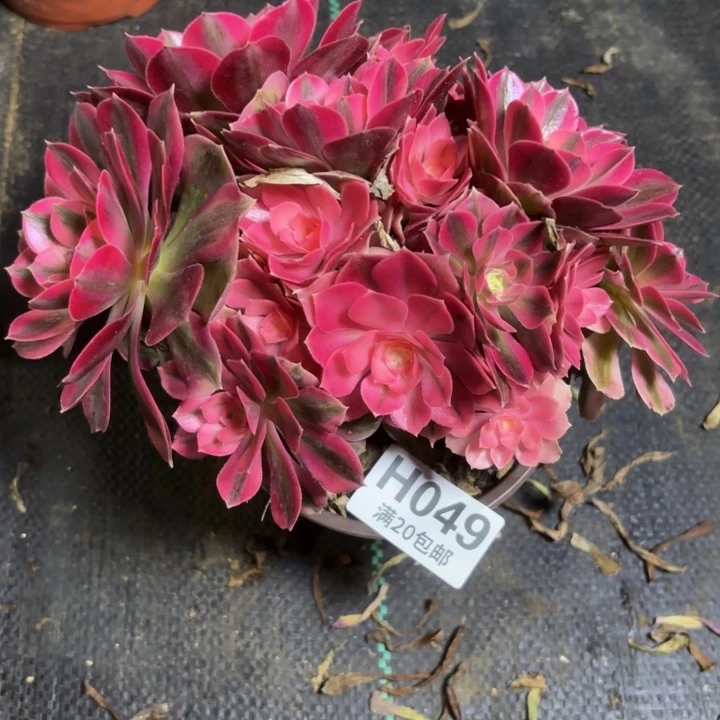 瑞妈一物一拍049