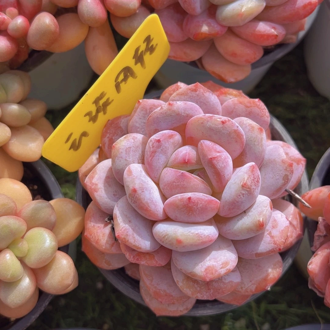 香玉的故事是一个人的