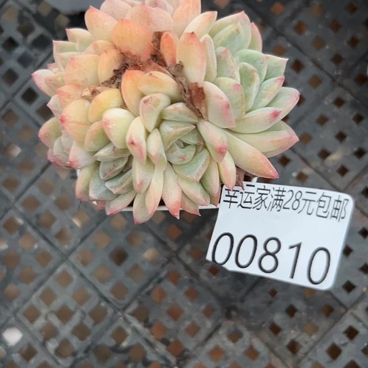 幸运的是我还没遇到过这么
