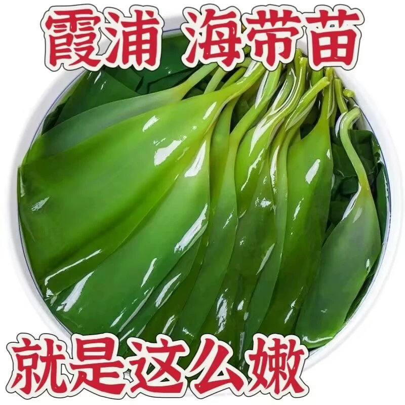 霞浦海带嫩苗新鲜盐渍火锅嫩脆凉拌食材一级海带嫩苗嫩芽天然海菜