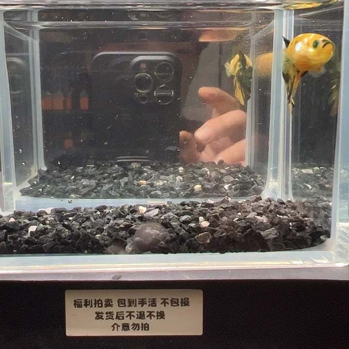 斗鱼一单包邮9日76