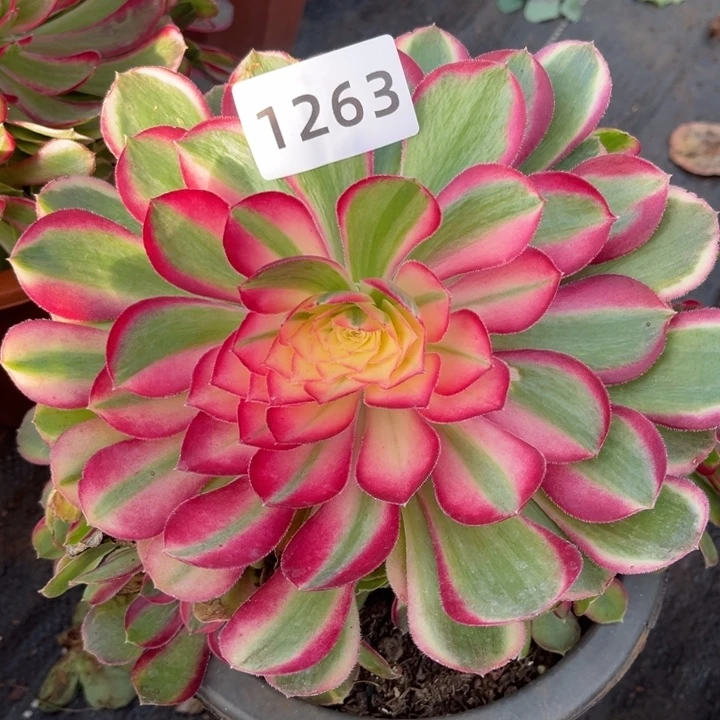 孔雀翎特价多肉发货