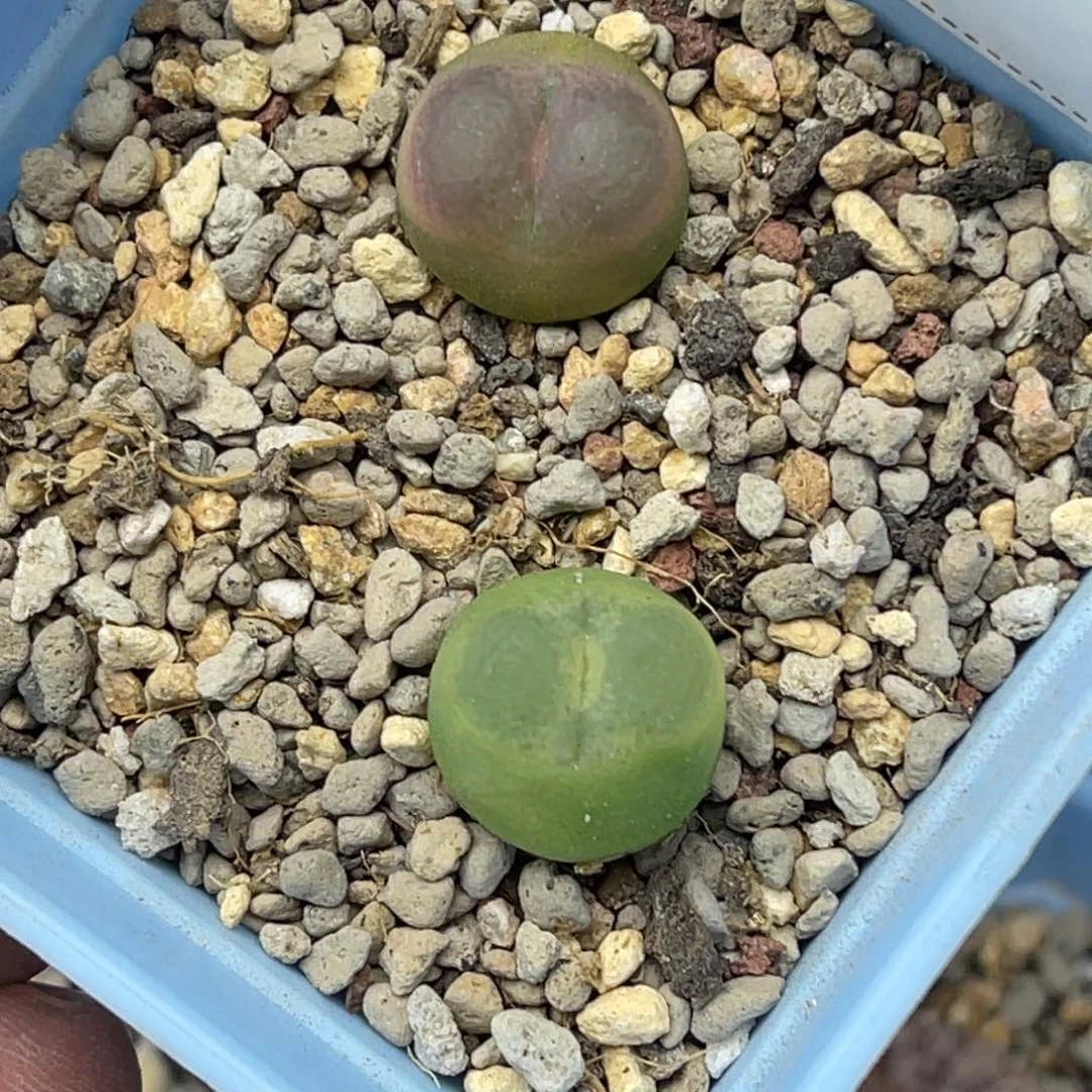 1878拉登毛2颗尺寸1.5