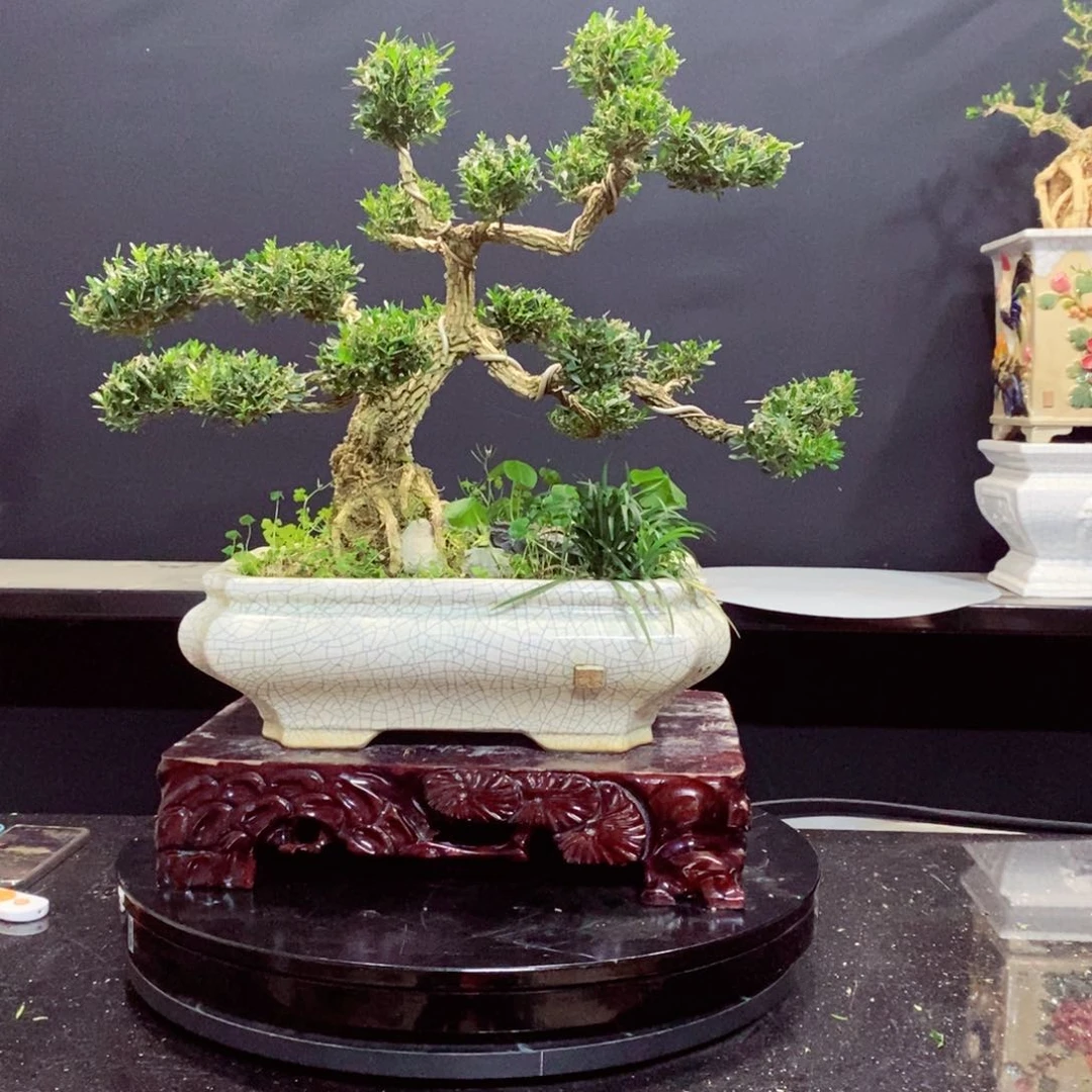 无花朵黄杨盆景园林