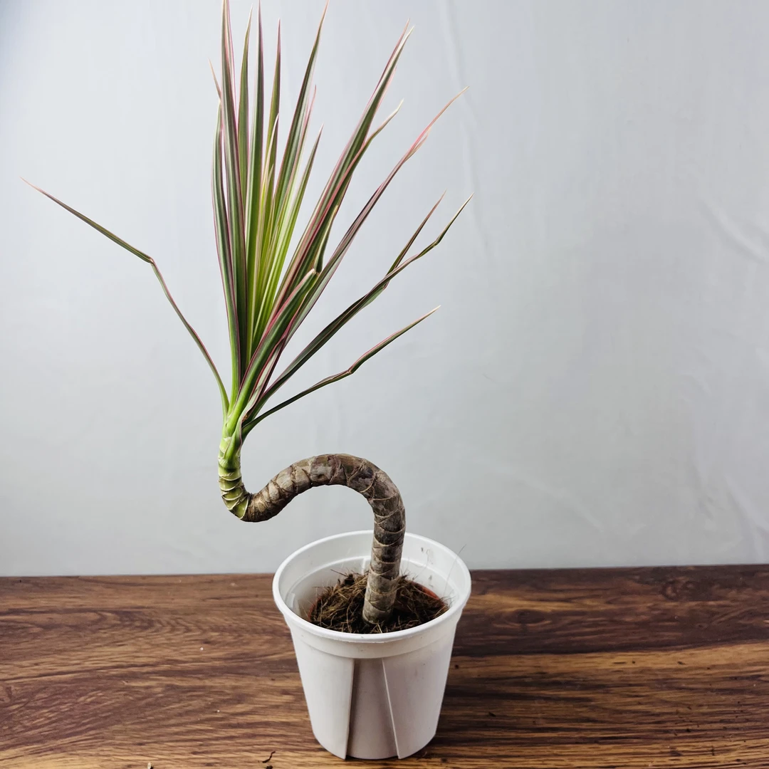 造型千年木 喜阳耐阴皮试好养 绿植观叶植物 客厅办公室阳台窗台