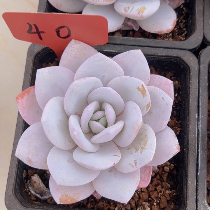 健健康康平平安安