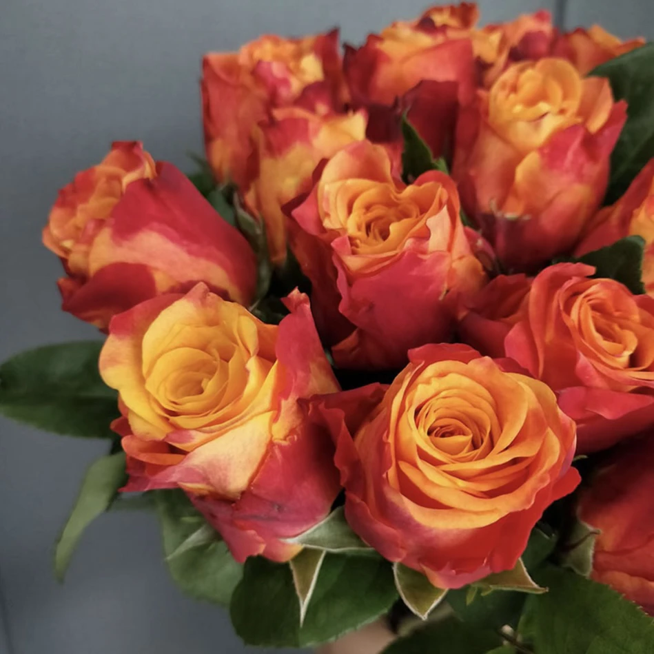 a【新人补贴】火焰月季棒棒糖盆栽多季节开花新手易养带花苞