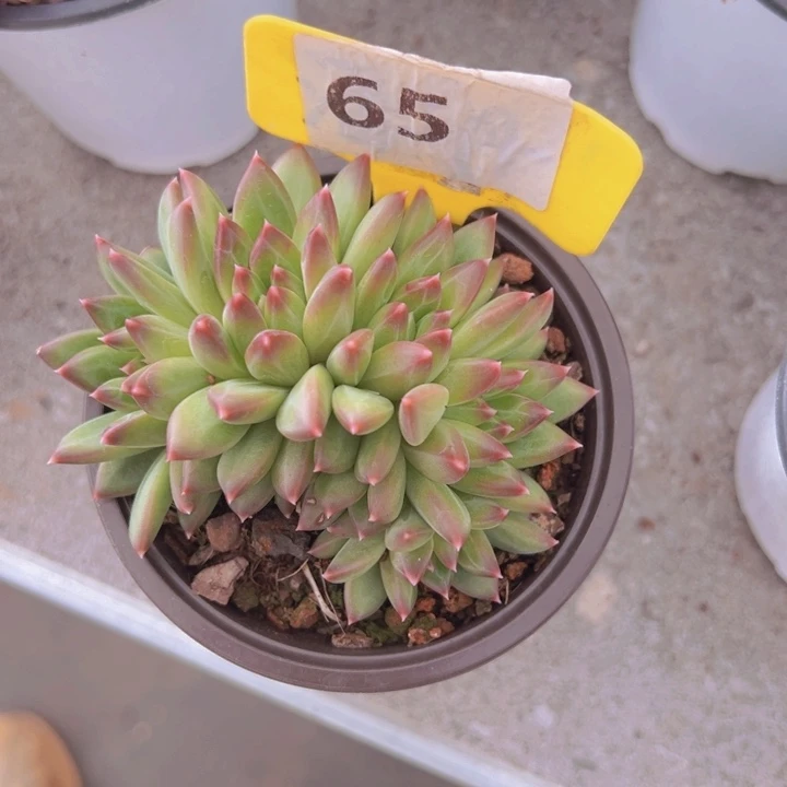 健健康康平平安安