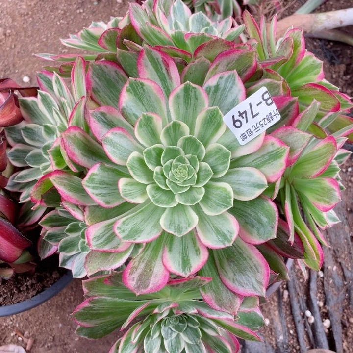 749万彩灯多肉112345678