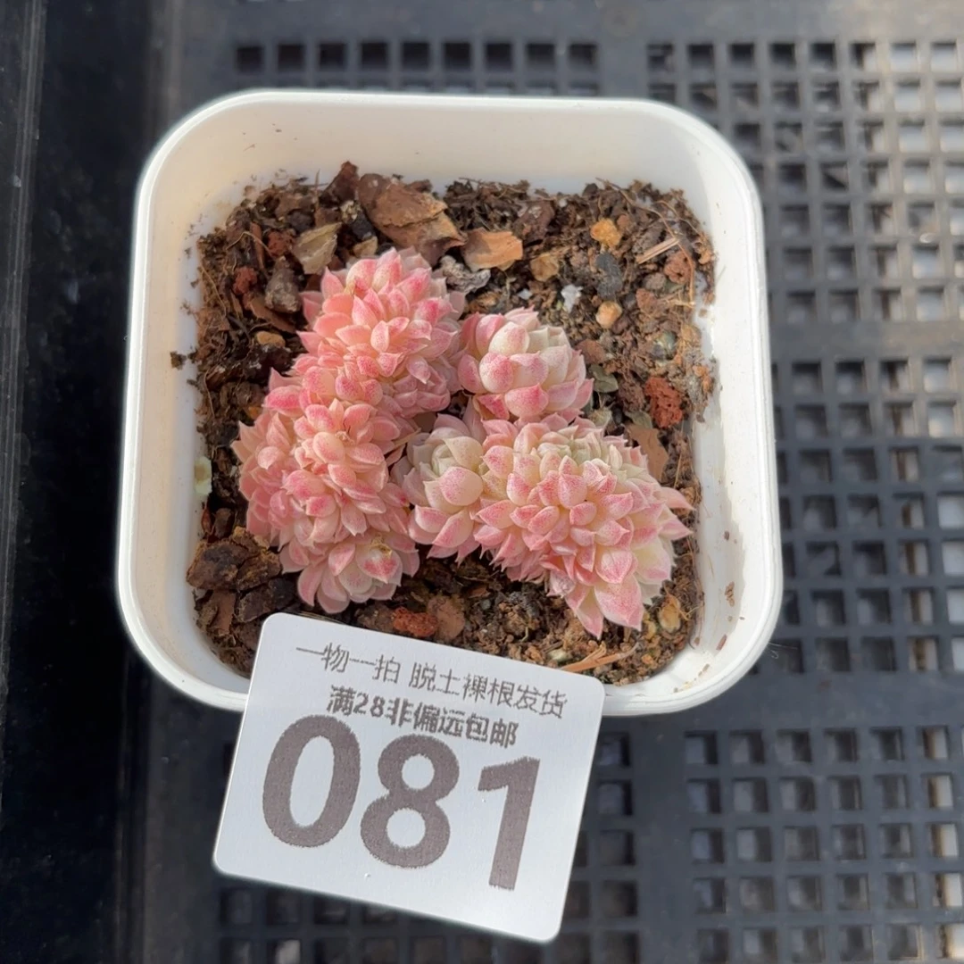 羊脂球缀无盆土发货
