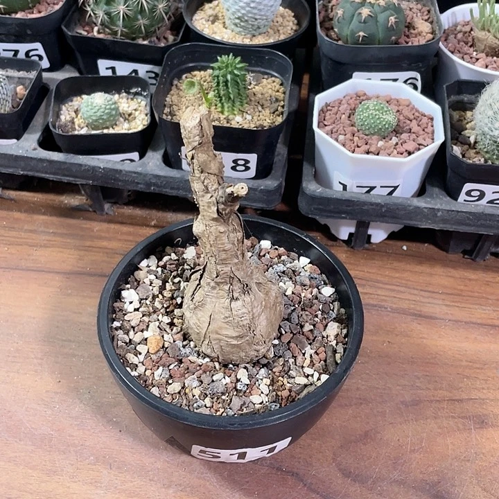 511泰国龟甲火桐块根