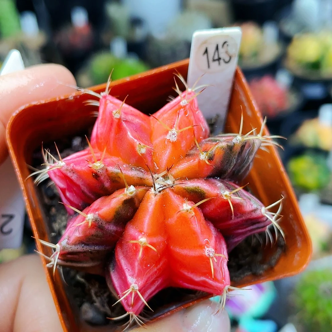 非偏远地区满25发货仙人球