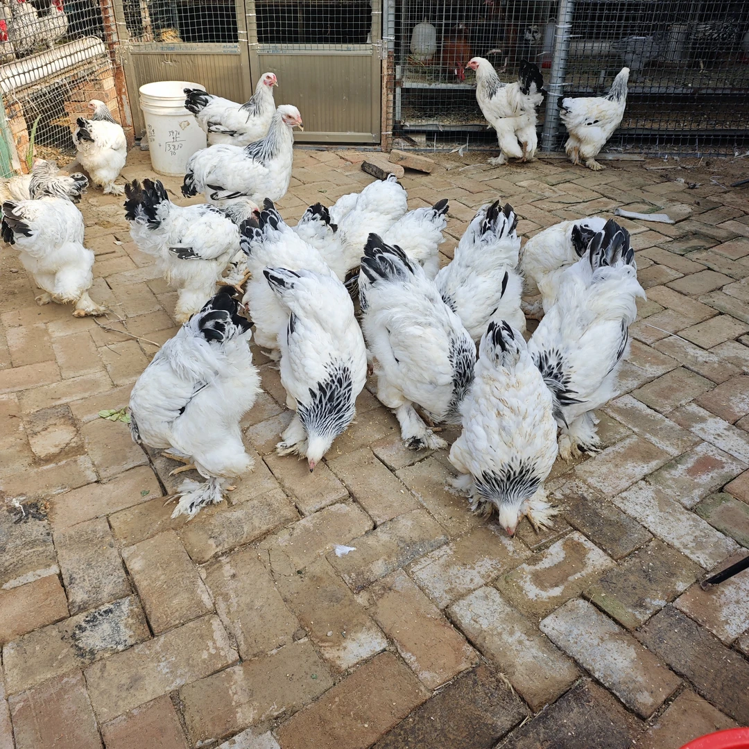 大腿毛婆罗门纯种一代饲料