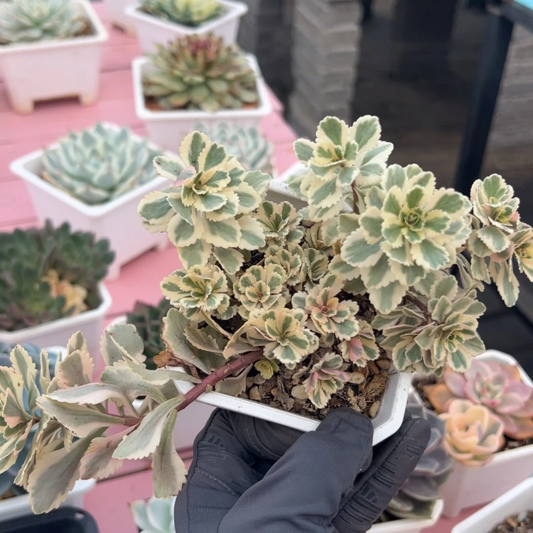 亚特兰蒂斯锦，覆轮锦群生
