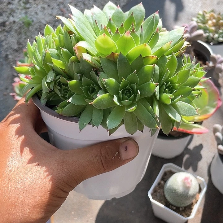 依*观音莲福利带盆发货