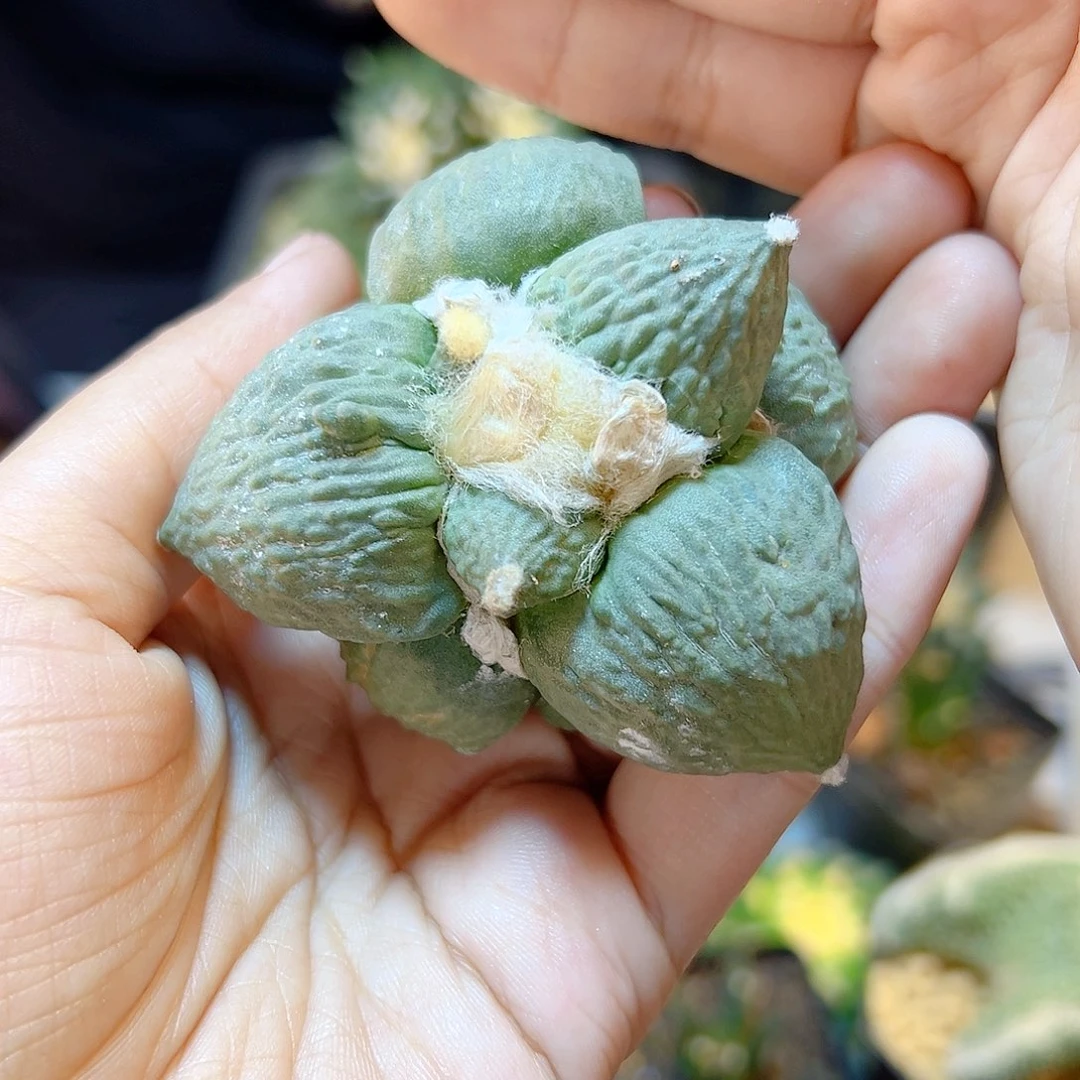 晚19号苗接丸尤怒无根6.3公分