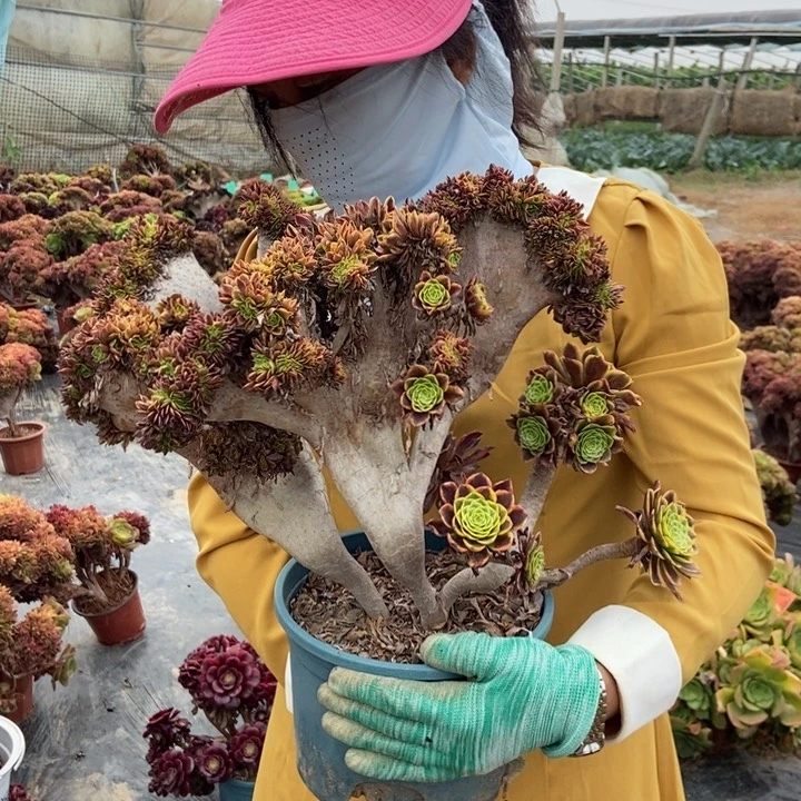 a**e473嘉年华老桩朵朵老桩伤