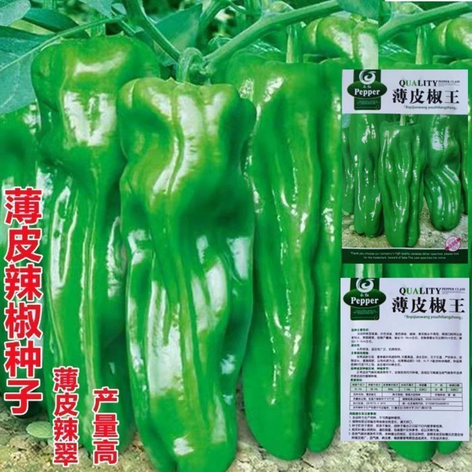 早熟薄皮青椒苗庭院大田阳台可盆栽蔬菜苗四季播皱皮辣椒苗
