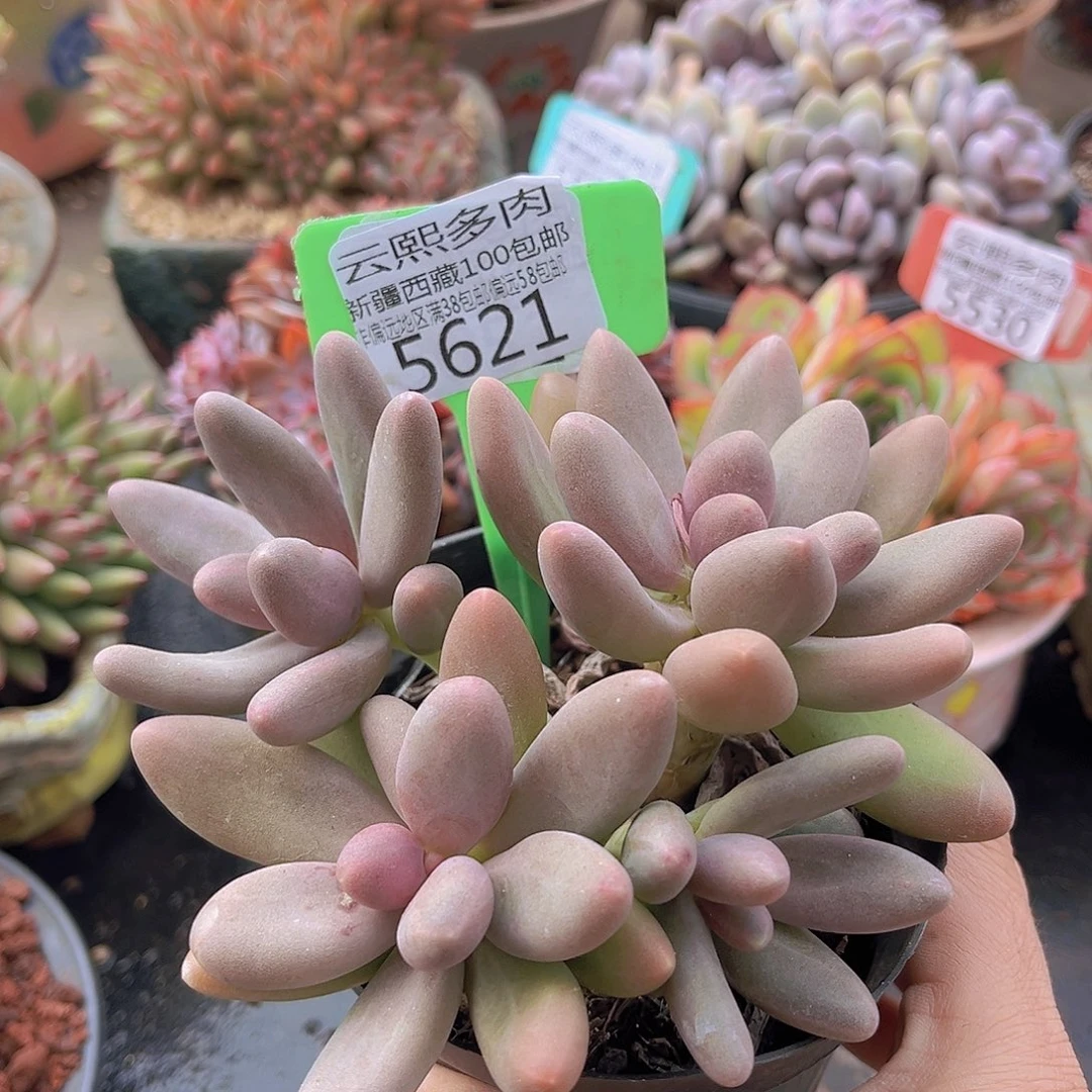 5621糖果美人多肉植物