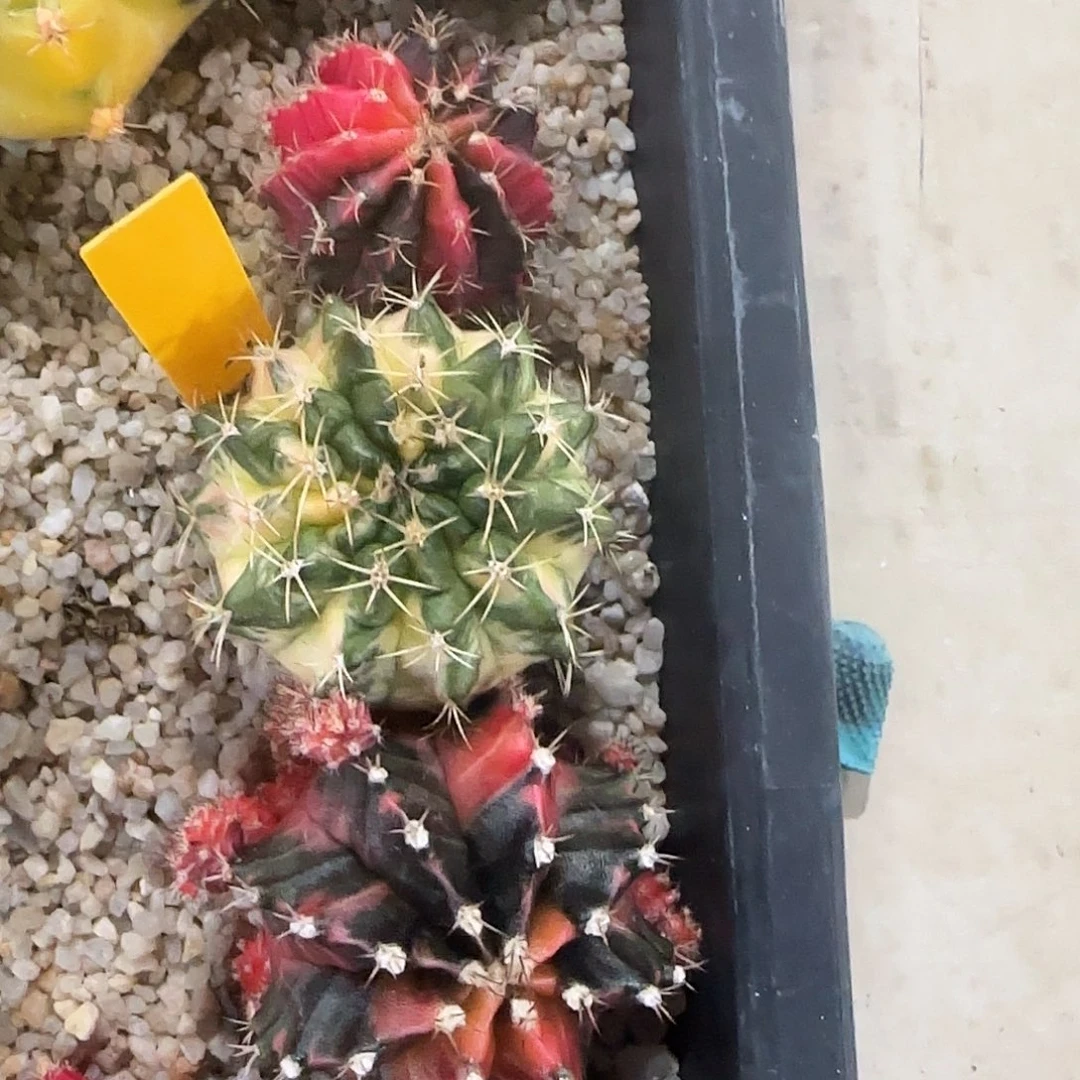 L736-0103泰国发货 奶油太妃