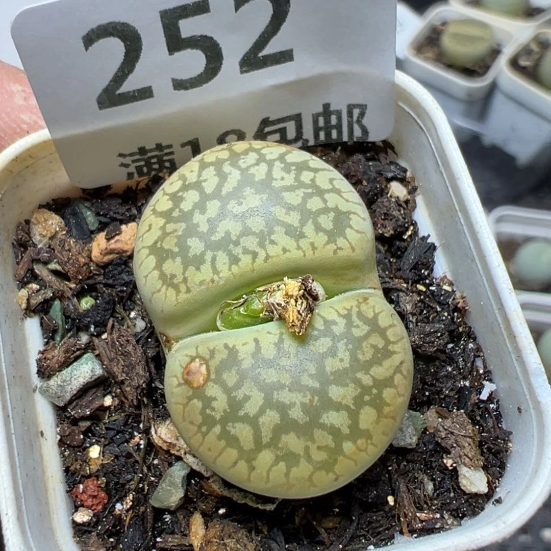 【闪购商品】 252。
