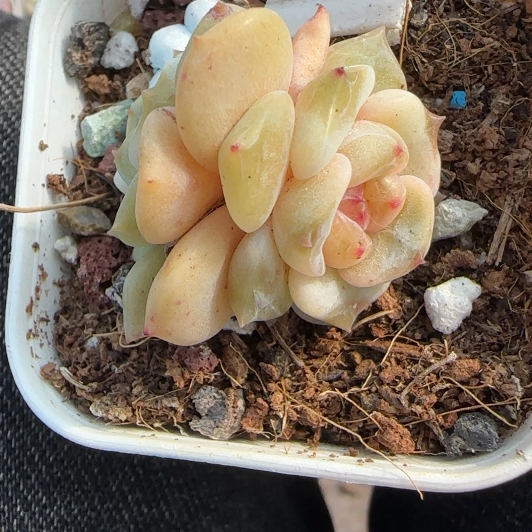 小卡拉米糖心一物一拍