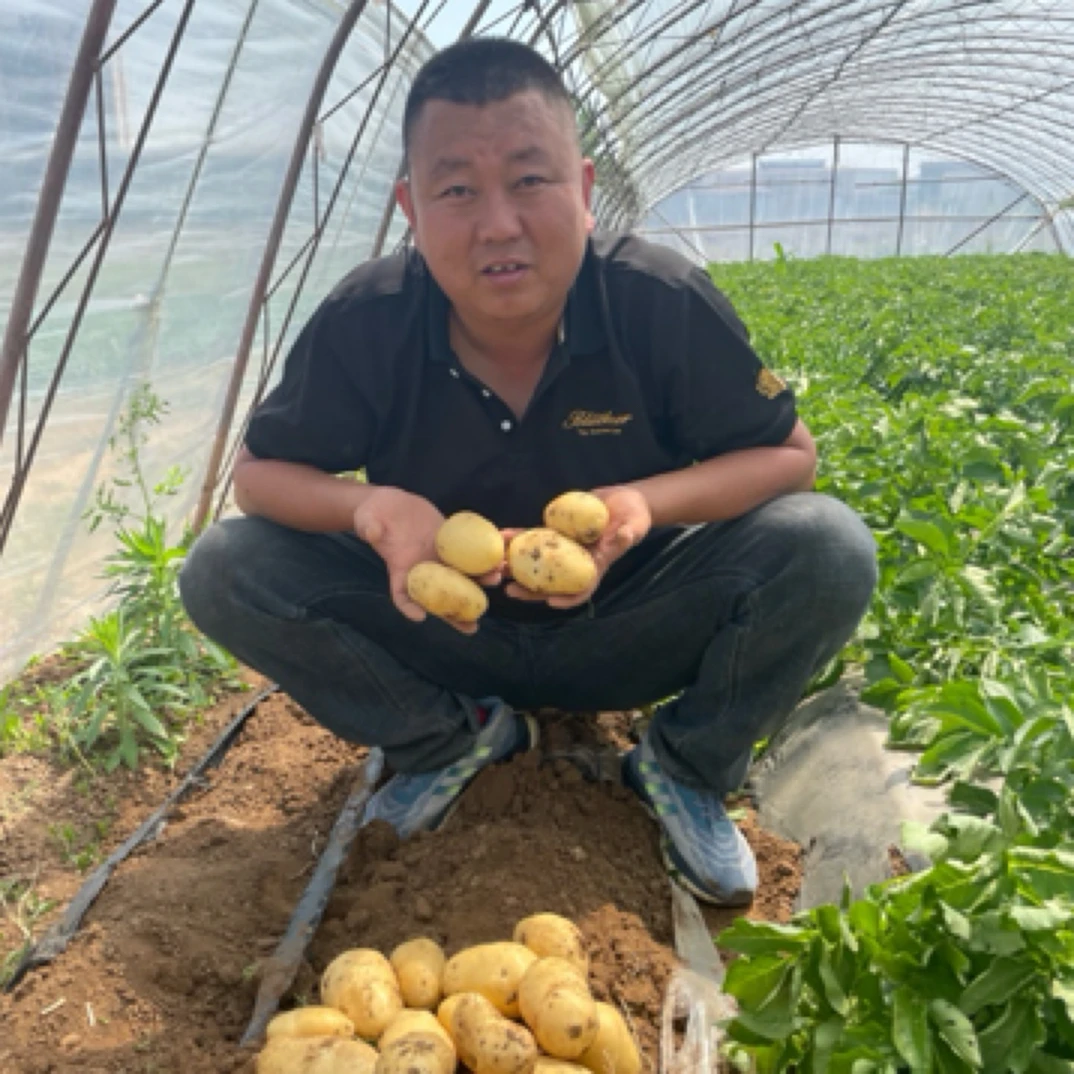 新鲜土豆 5斤 地豆 马铃薯 大小通货 农家自种现挖现发 顺丰