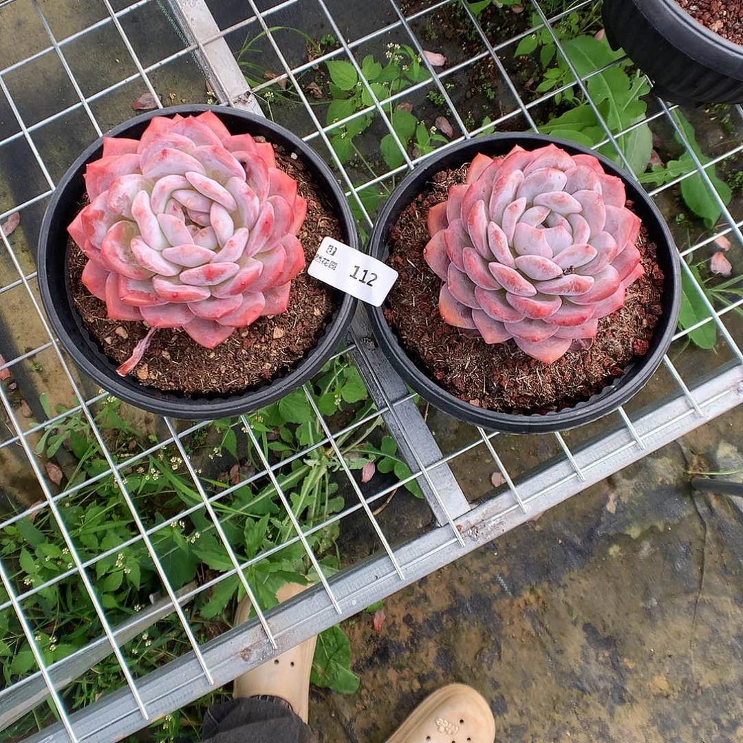 112梦露2颗多肉植物666
