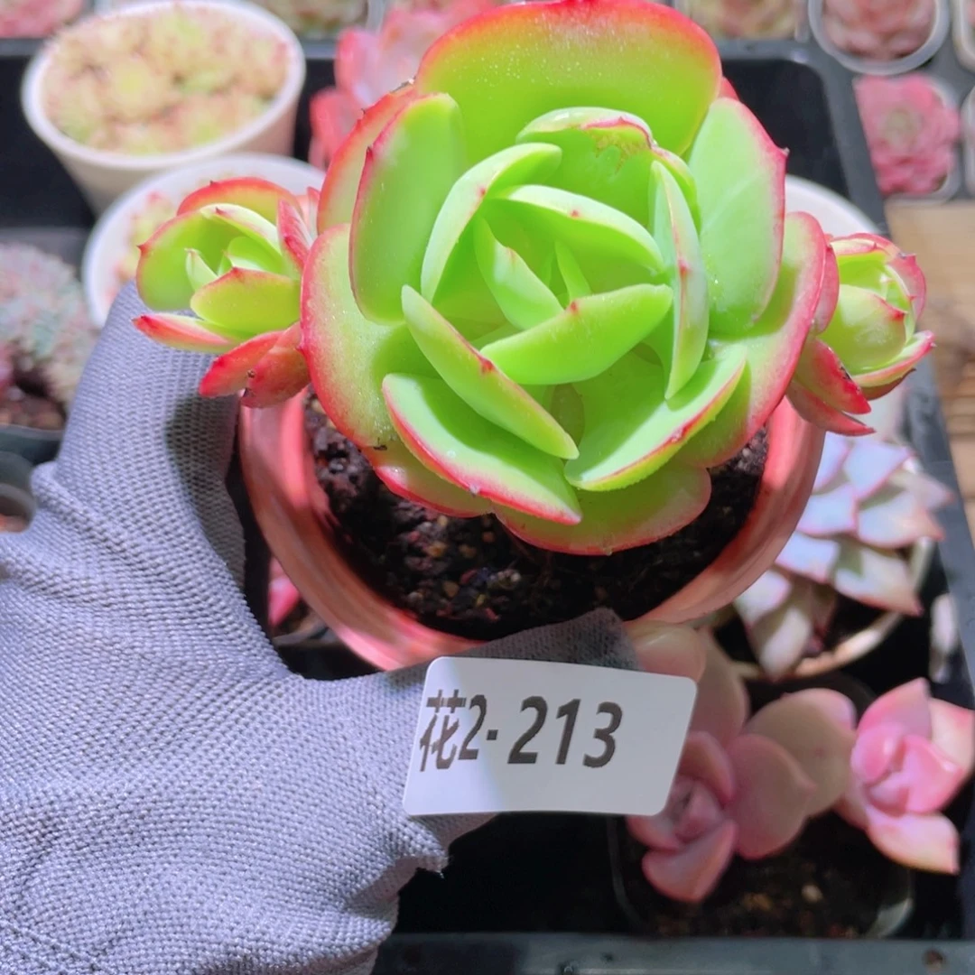 花利美 2-213碧桃