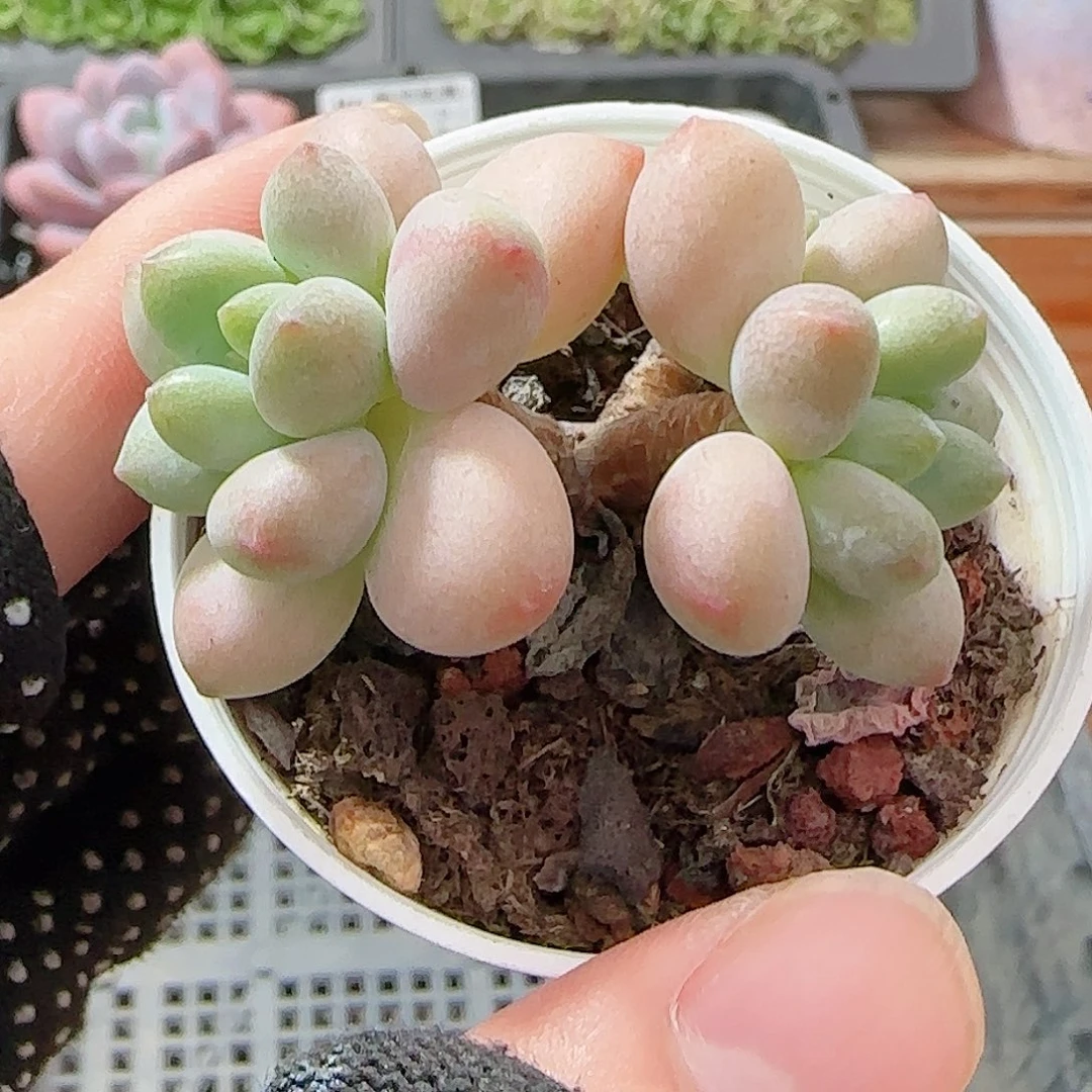 多肉1007--90福利